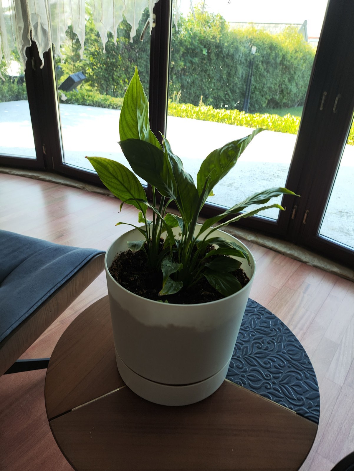 picked up my first peace lily and i am DETERMINED not to kill it. it's in a bright-ish corner rn. how often are we watering these? and do i need to worry about the leaves drooping or is that normal drama 😭 tips welcome