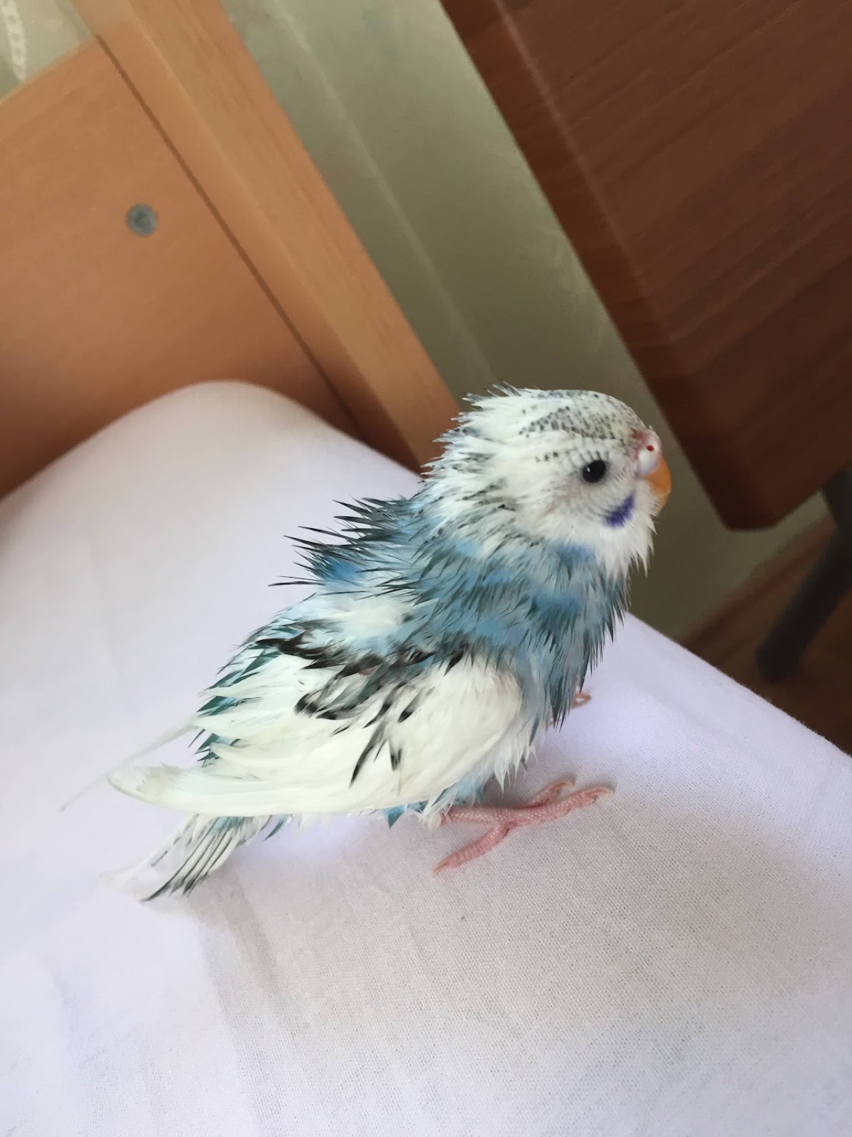 gave my little guy his first real bath today and he is NOT having it 😂 he's soaked — is this too wet or does he just air dry from here?? first-time budgie mom, someone tell me he's okay 🥲