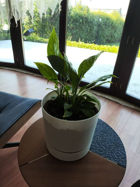 picked up my first peace lily and i am DETERMINED not to kill it. it's in a bright-ish corner rn. how often are we watering these? and do i need to worry about the leaves drooping or is that normal drama 😭 tips welcome